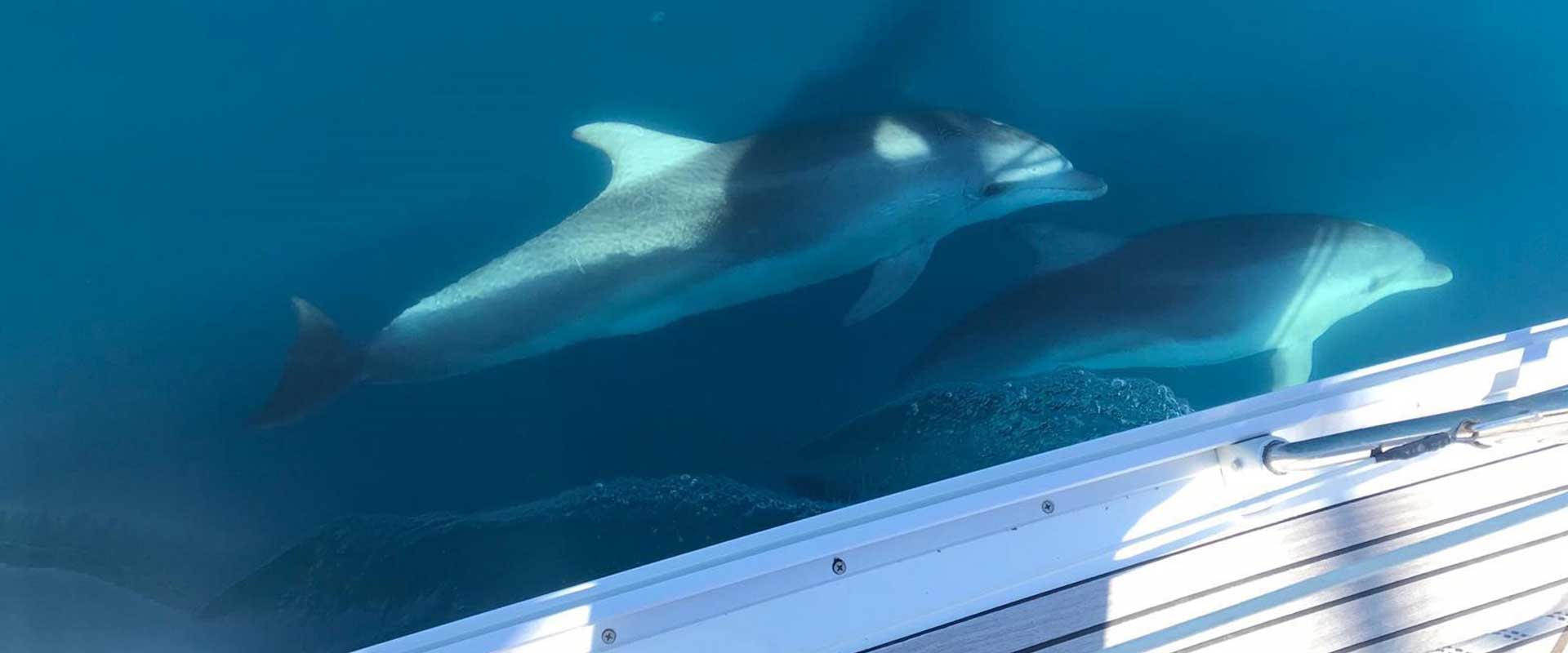 Rettung der letzten Adria-Delfine: Wie Sie im Segelurlaub helfen können